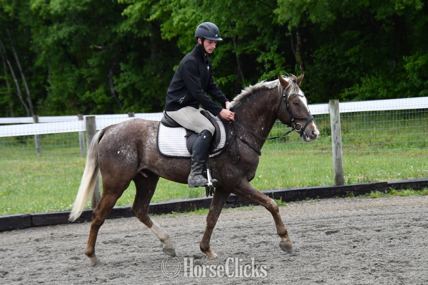 "Bowie"  Gelding Belgian - Belgian