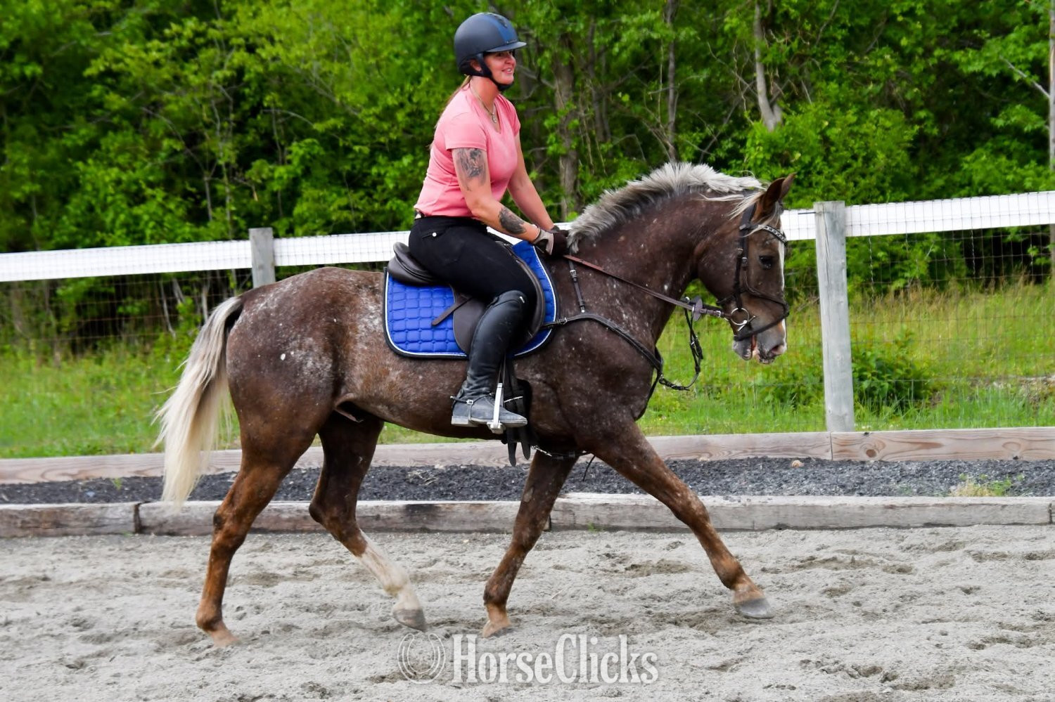 "Bowie"  Gelding Belgian Colorado