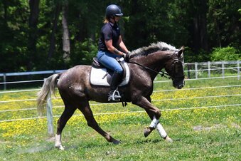 "Bowie" Gelding Belgian