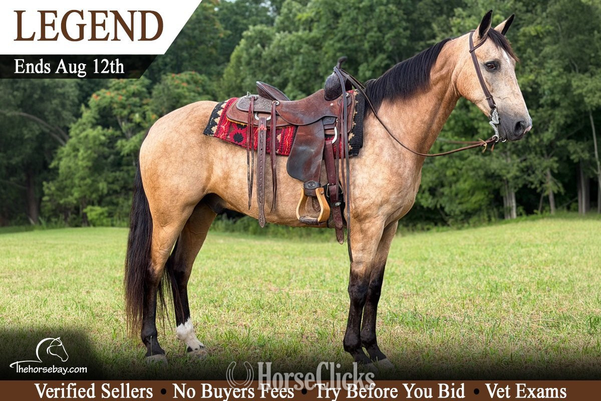 "Legend" Buckskin Gelding Kentucky Mountain in Kentucky