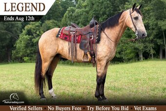 "Legend" Buckskin Gelding Kentucky Mountain