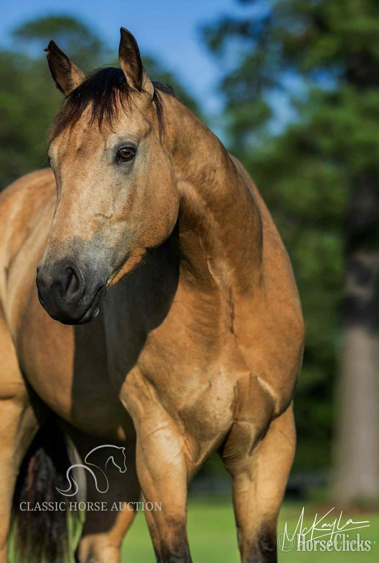 "Jaycee Slide  Mufasa " Buckskin Gelding Quarter Horse in Mississippi
