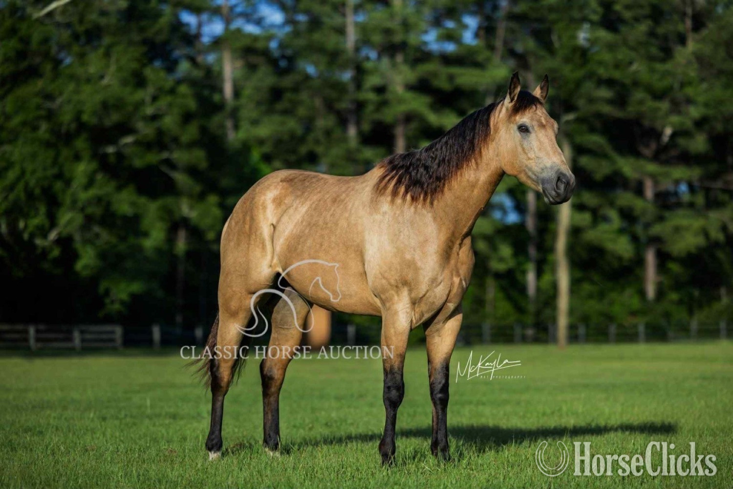 "Jaycee Slide  Mufasa " Buckskin Gelding Quarter Horse