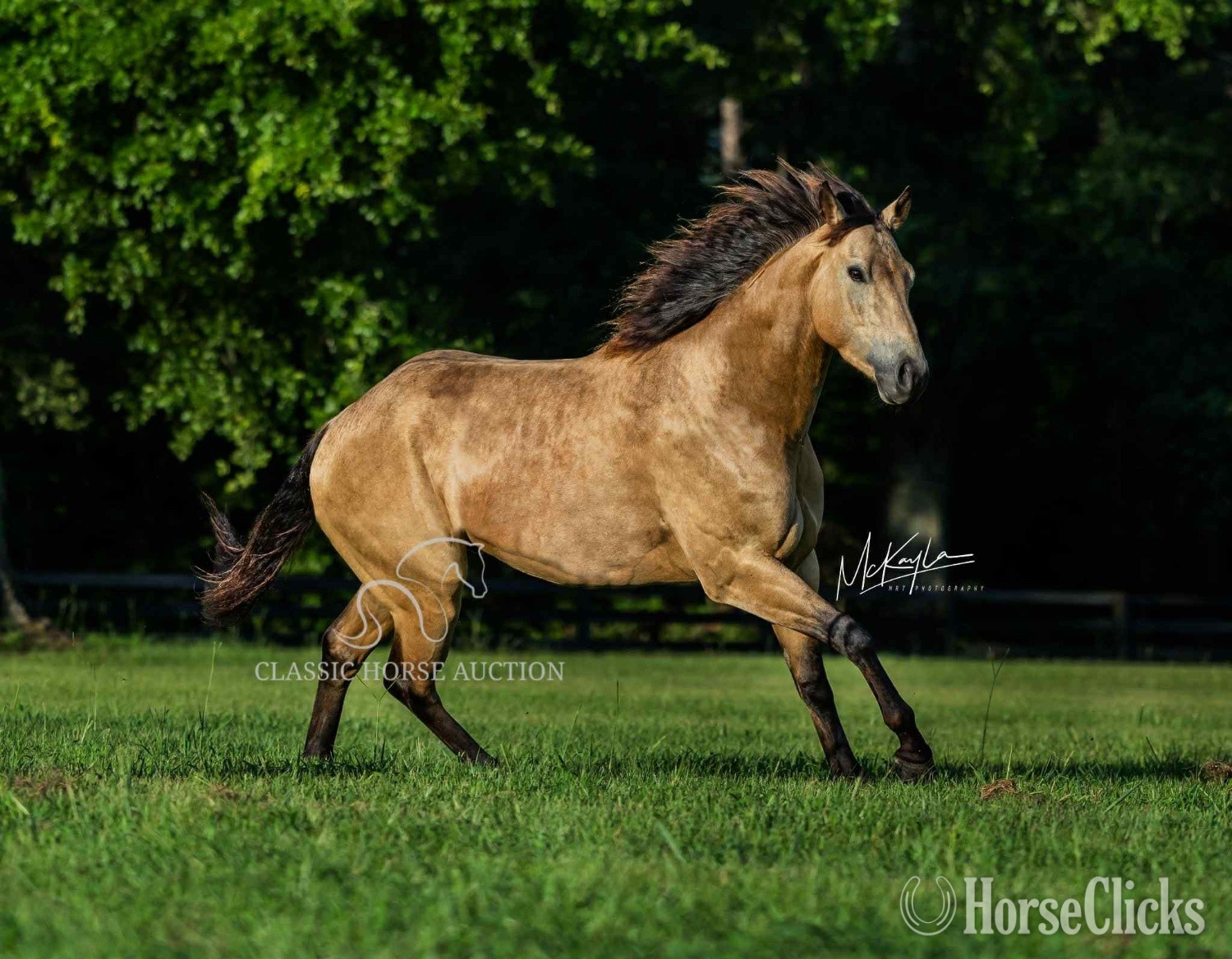 Mississippi "Jaycee Slide  Mufasa " Buckskin Gelding Quarter Horse