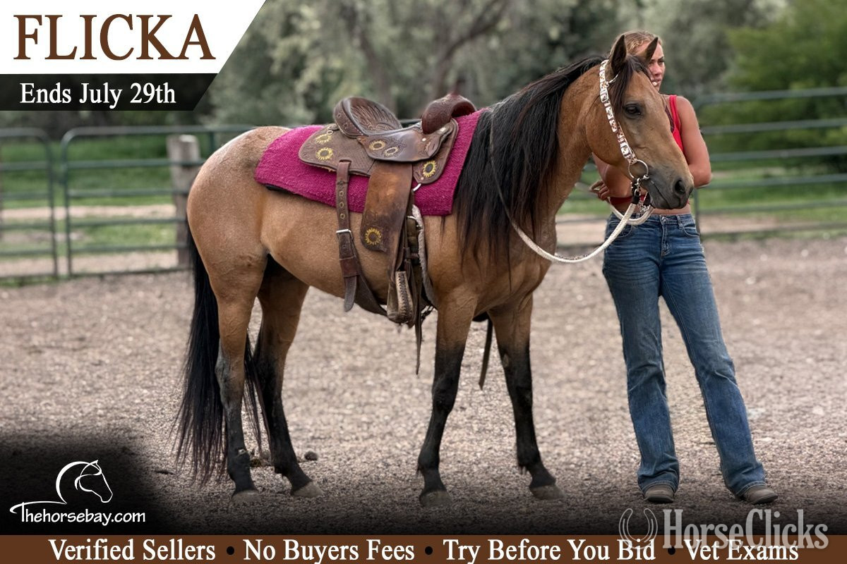 "Flicka" Buckskin Mare Quarter Horse in Colorado