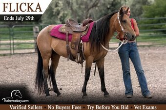 "Flicka" Buckskin Mare Quarter Horse