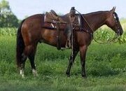 "Garfield " Bay Gelding Quarter Horse