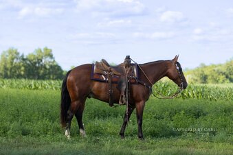 "Garfield " Bay Gelding Quarter Horse
