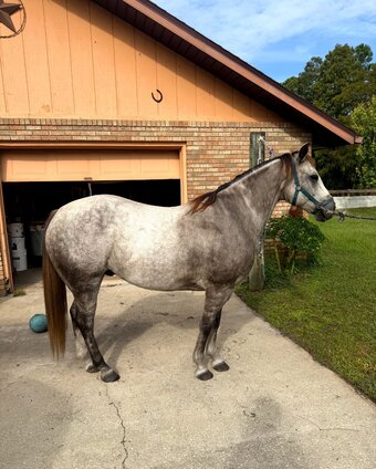 "Tank" Grey Gelding Quarter Horse