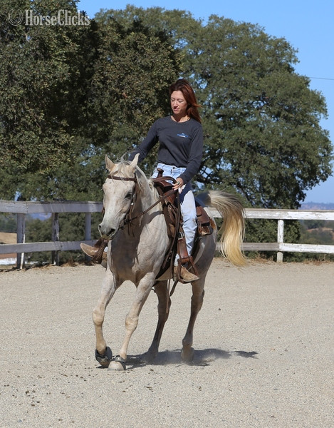 "ALX Amir Al Khamsa" Grey Gelding Arabian in California