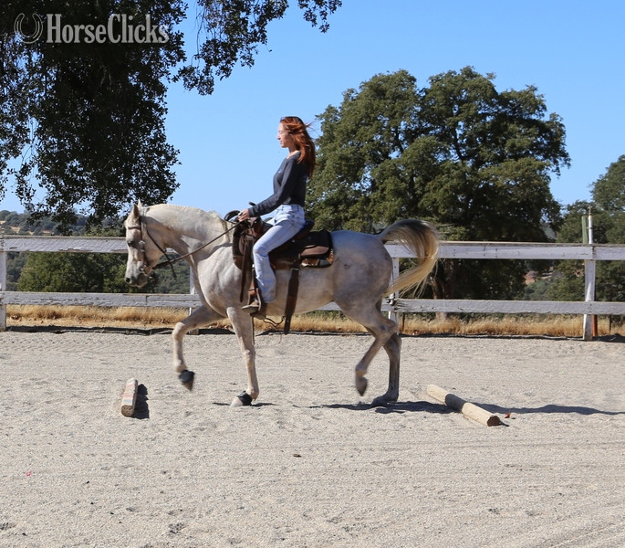 "ALX Amir Al Khamsa" Grey Gelding Arabian