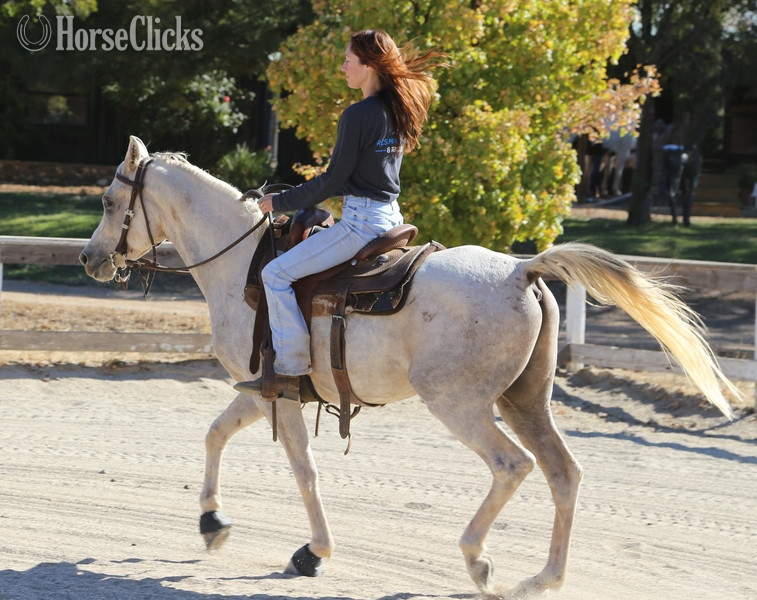 California "ALX Amir Al Khamsa" Grey Gelding Arabian