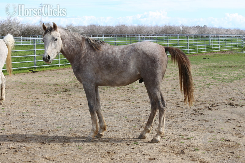 "ALX Amir Al Khamsa" Grey Gelding Arabian - Arabian in California