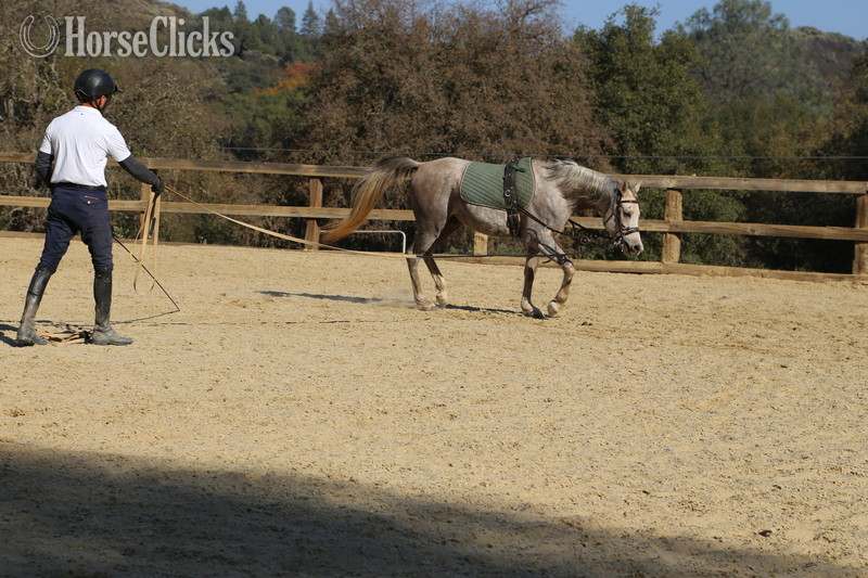 "ALX Amir Al Khamsa" Grey Gelding Arabian - Arabian