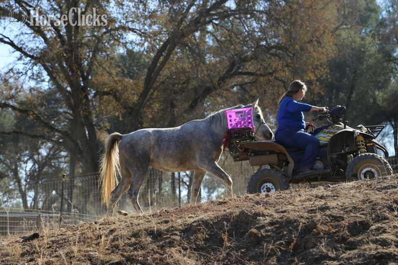 "ALX Amir Al Khamsa" Grey Gelding Arabian California