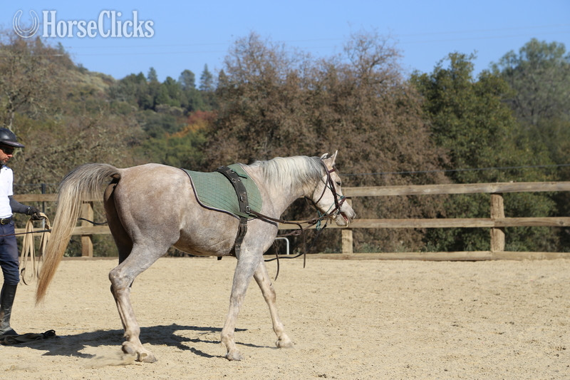 Arabian - "ALX Amir Al Khamsa" Grey Gelding Arabian in California