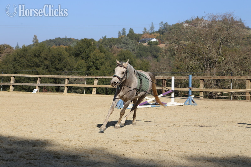 Arabian - "ALX Amir Al Khamsa" Grey Gelding Arabian