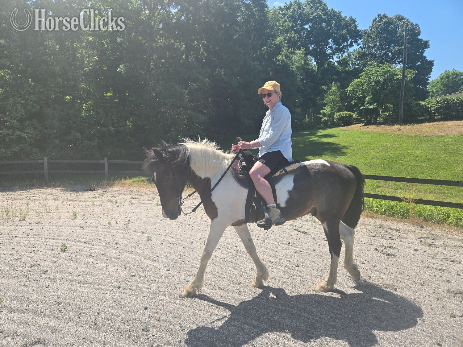 "Paco" Pinto Gelding Paso Fino in South Carolina