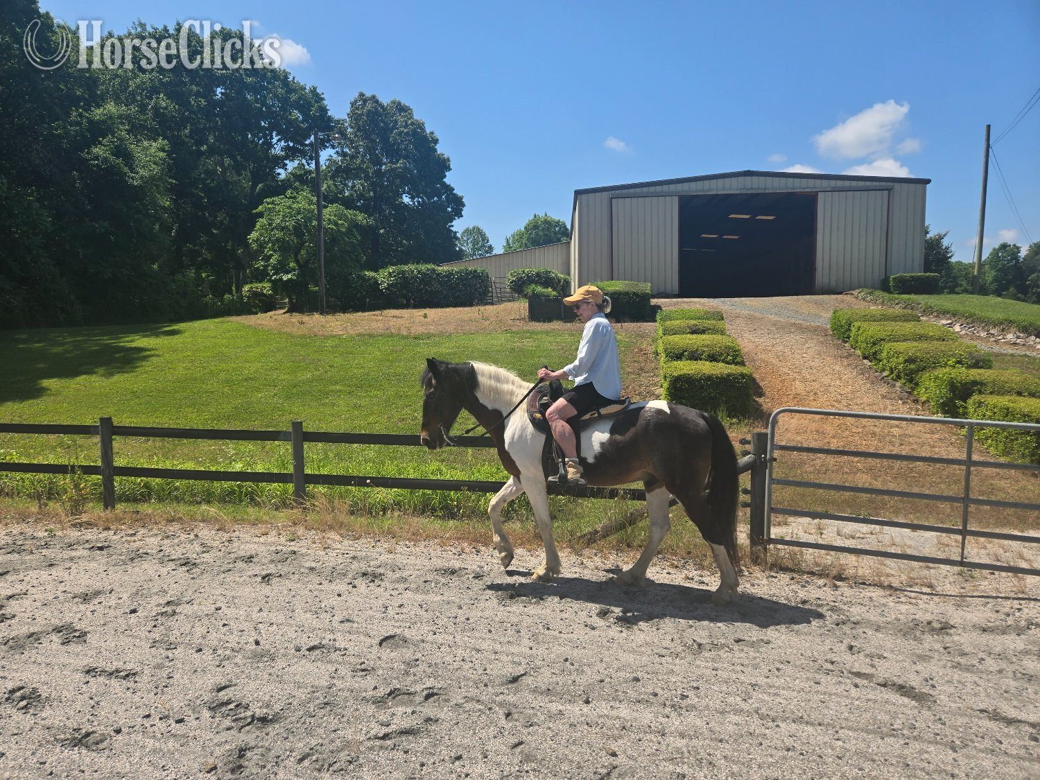 "Paco" Pinto Gelding Paso Fino