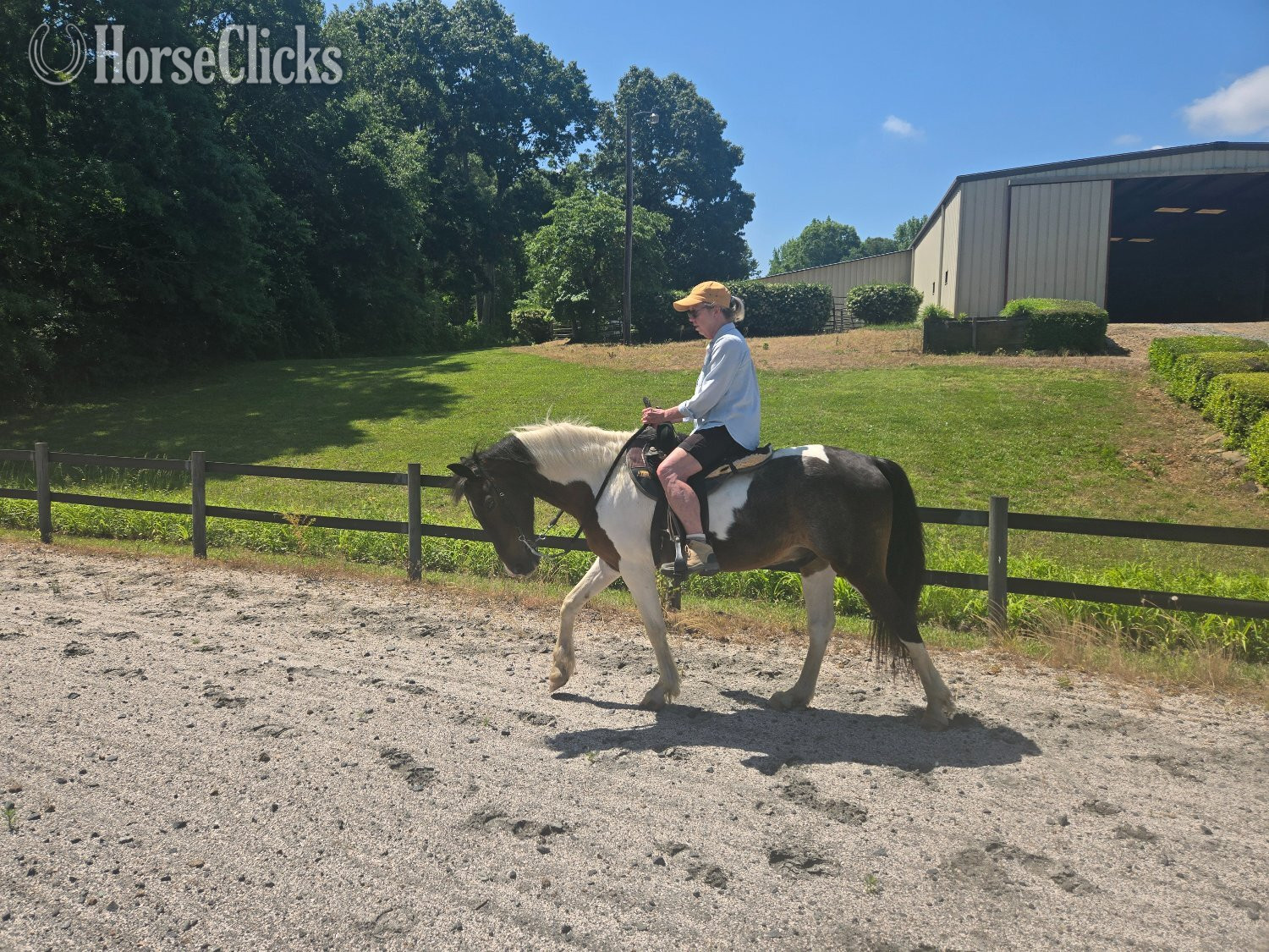 South Carolina "Paco" Pinto Gelding Paso Fino