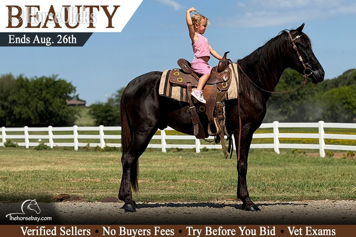 "Beauty" Black Gelding Tennessee Walker in Florida