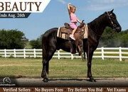 "Beauty" Black Gelding Tennessee Walker