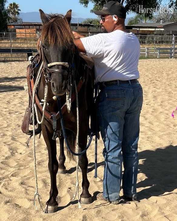 "Starbuck" Buckskin Gelding POA in California