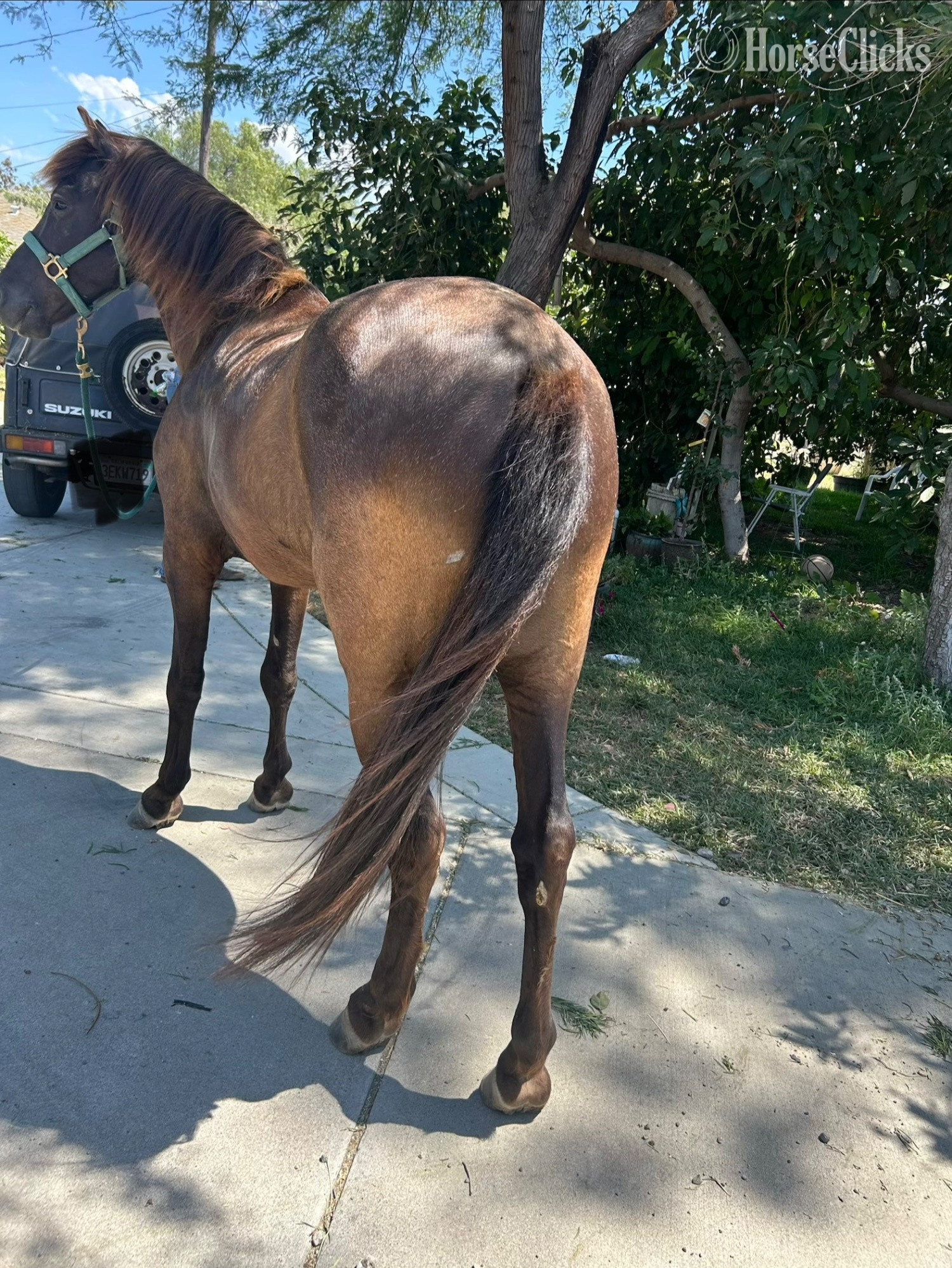 "Starbuck" Buckskin Gelding POA