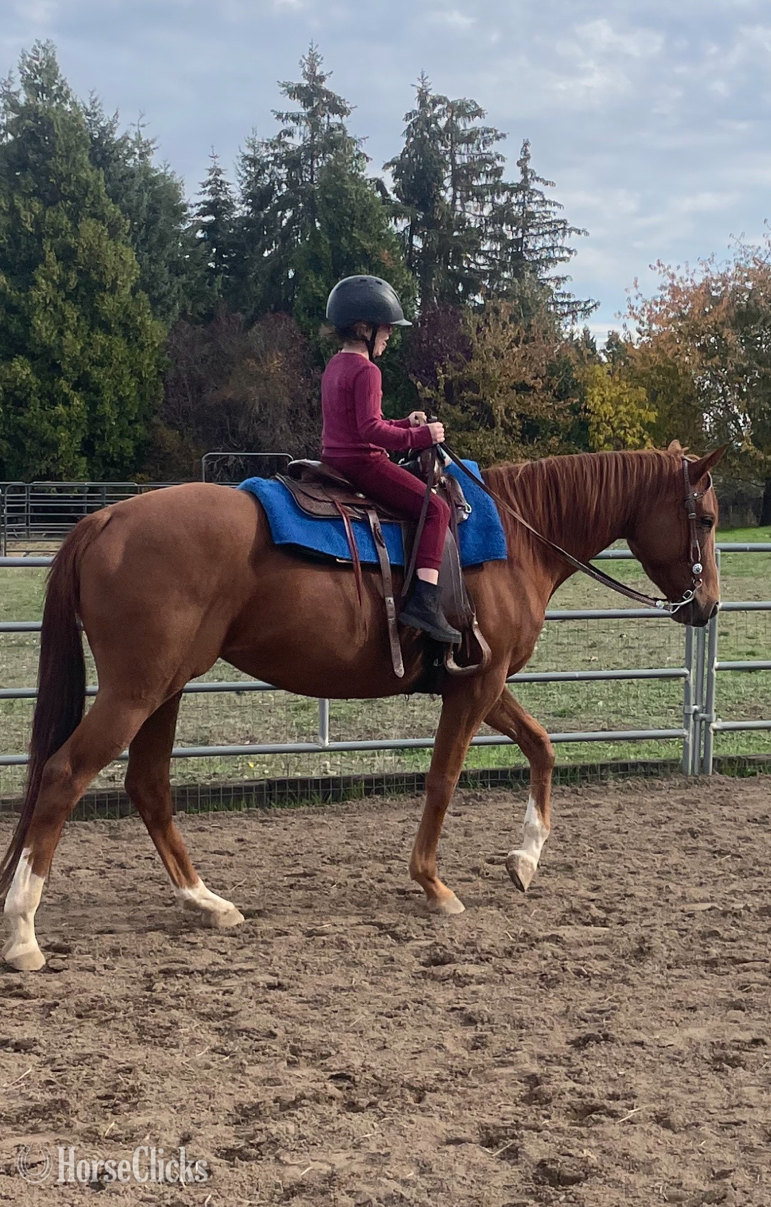 "Effrontee" Chestnut Mare Thoroughbred in Oregon