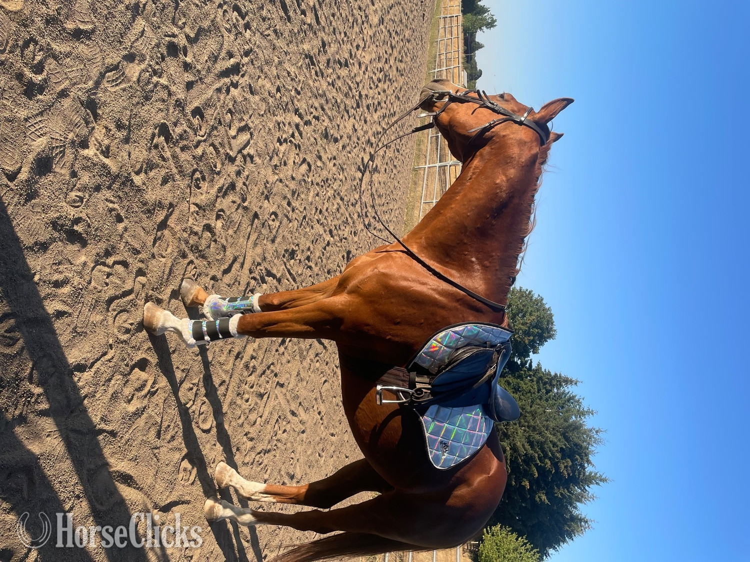 "Effrontee" Chestnut Mare Thoroughbred