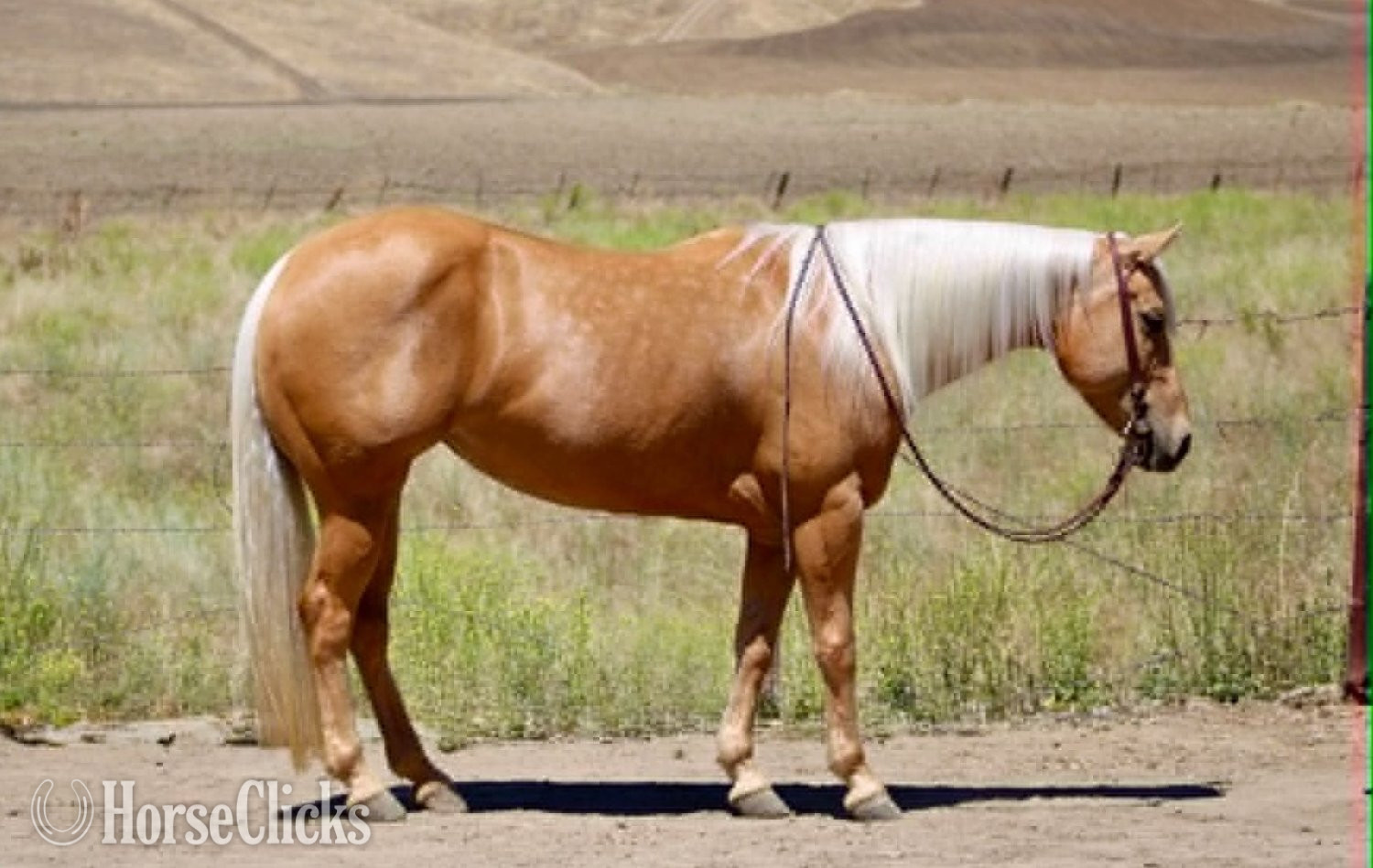 "CINDERELLA" Palomino Mare Quarter Horse in California