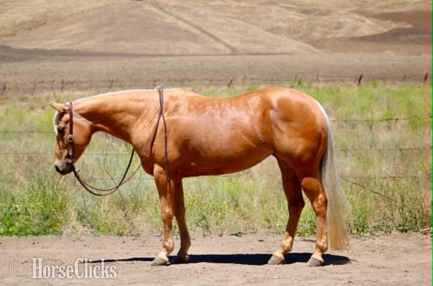 "CINDERELLA" Palomino Mare Quarter Horse