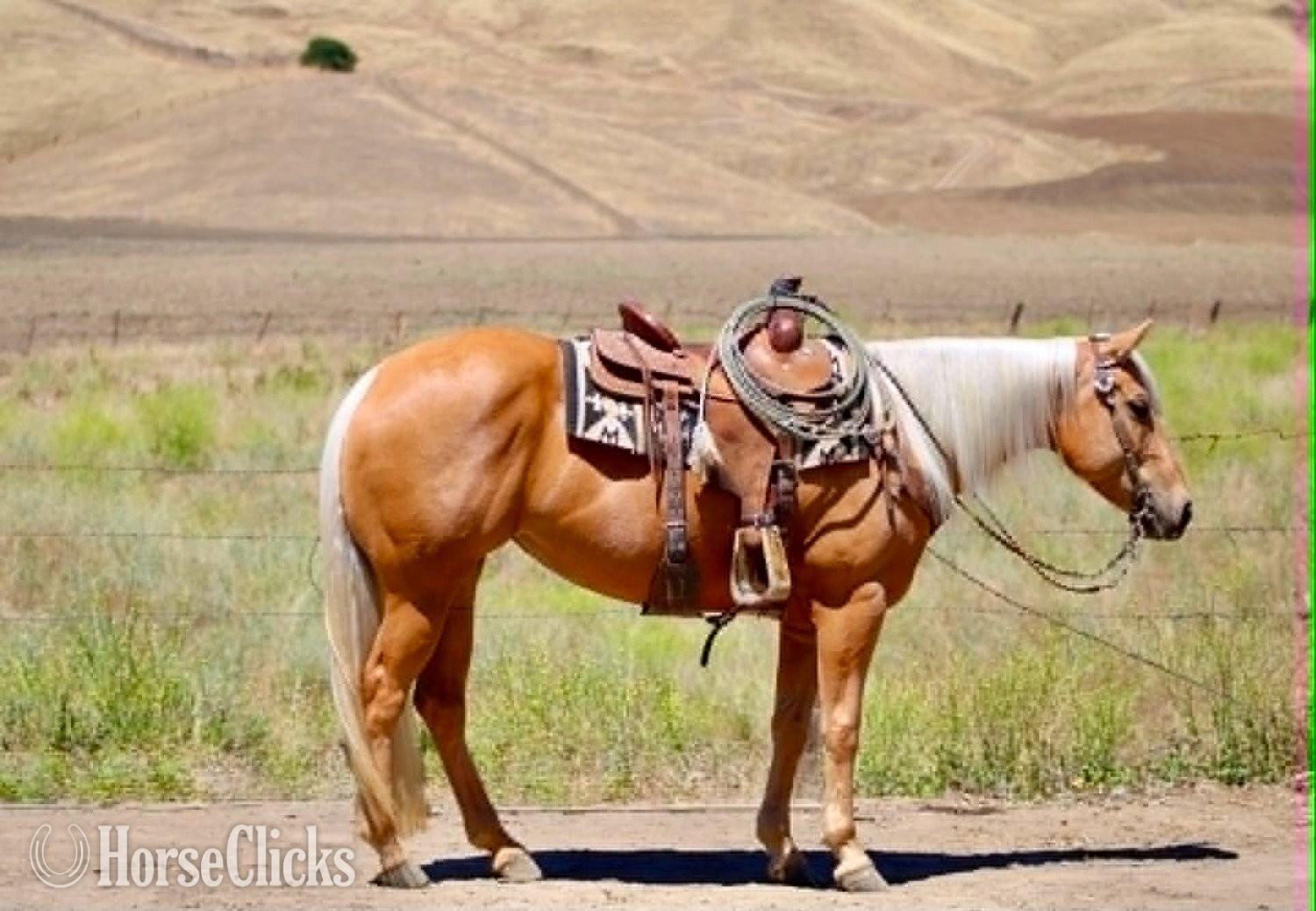 "CINDERELLA" Palomino Mare Quarter Horse - Quarter Horse in California