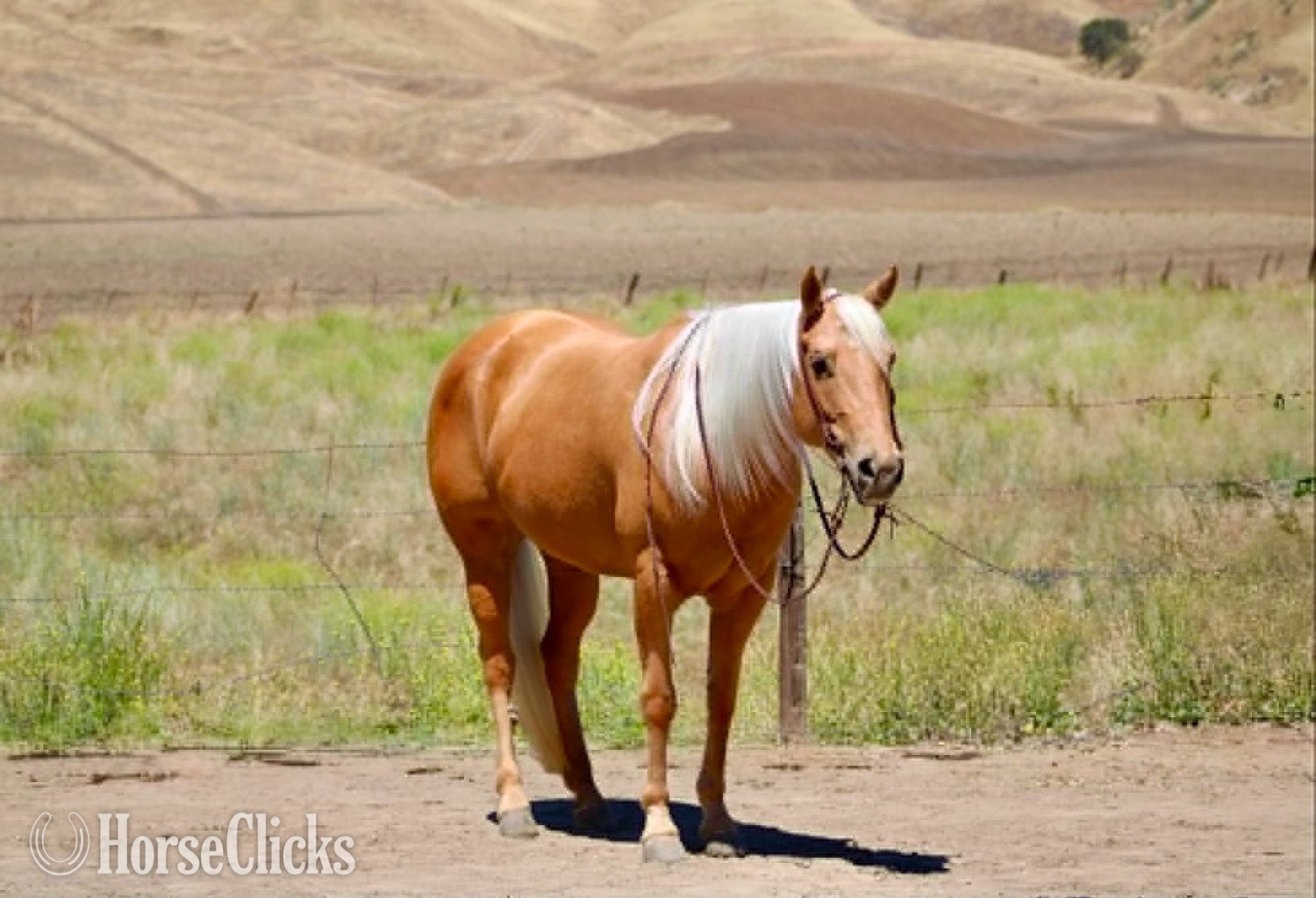 "CINDERELLA" Palomino Mare Quarter Horse - Quarter Horse