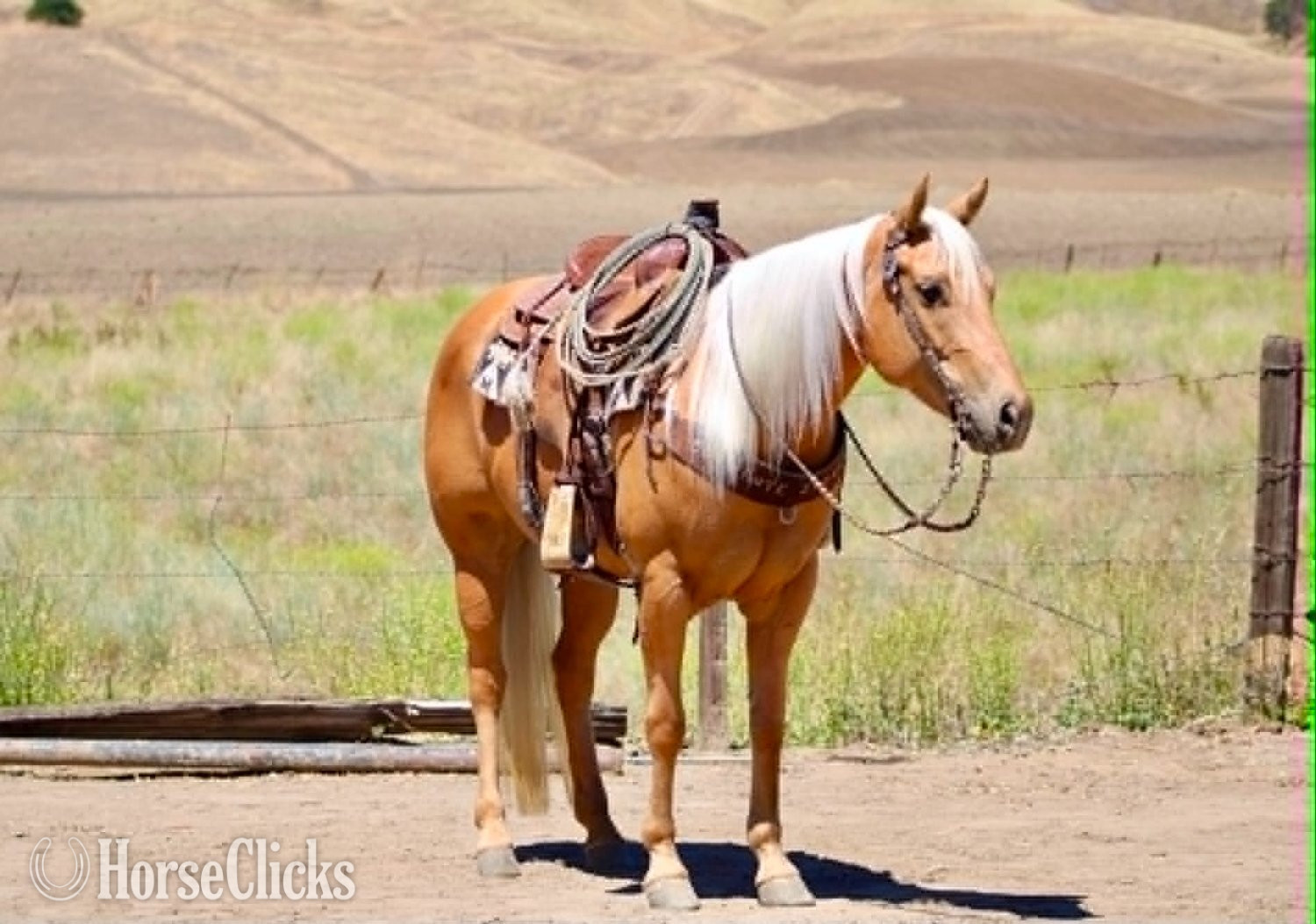 Quarter Horse - "CINDERELLA" Palomino Mare Quarter Horse in California