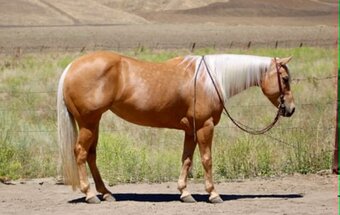 "CINDERELLA" Palomino Mare Quarter Horse