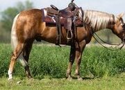 "Cactus " Palomino Gelding Quarter Horse