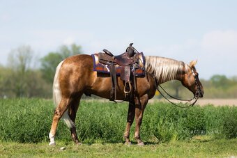 "Cactus " Palomino Gelding Quarter Horse