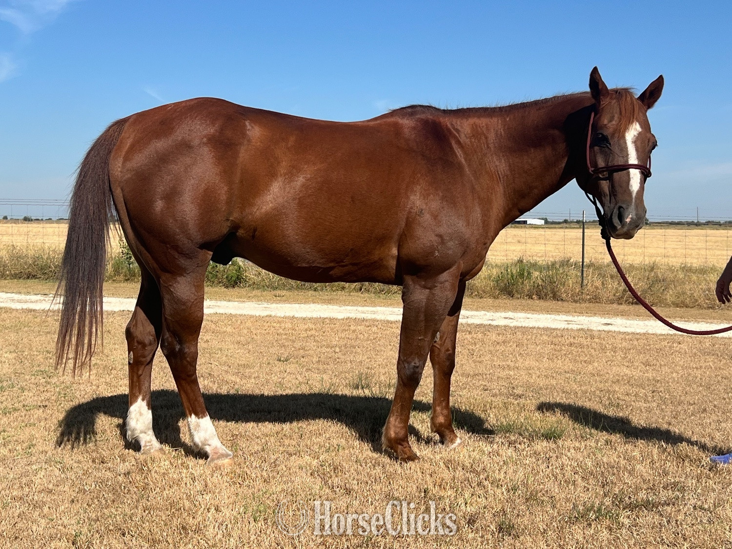 "Shorty" Sorrel Gelding Quarter Horse in Texas