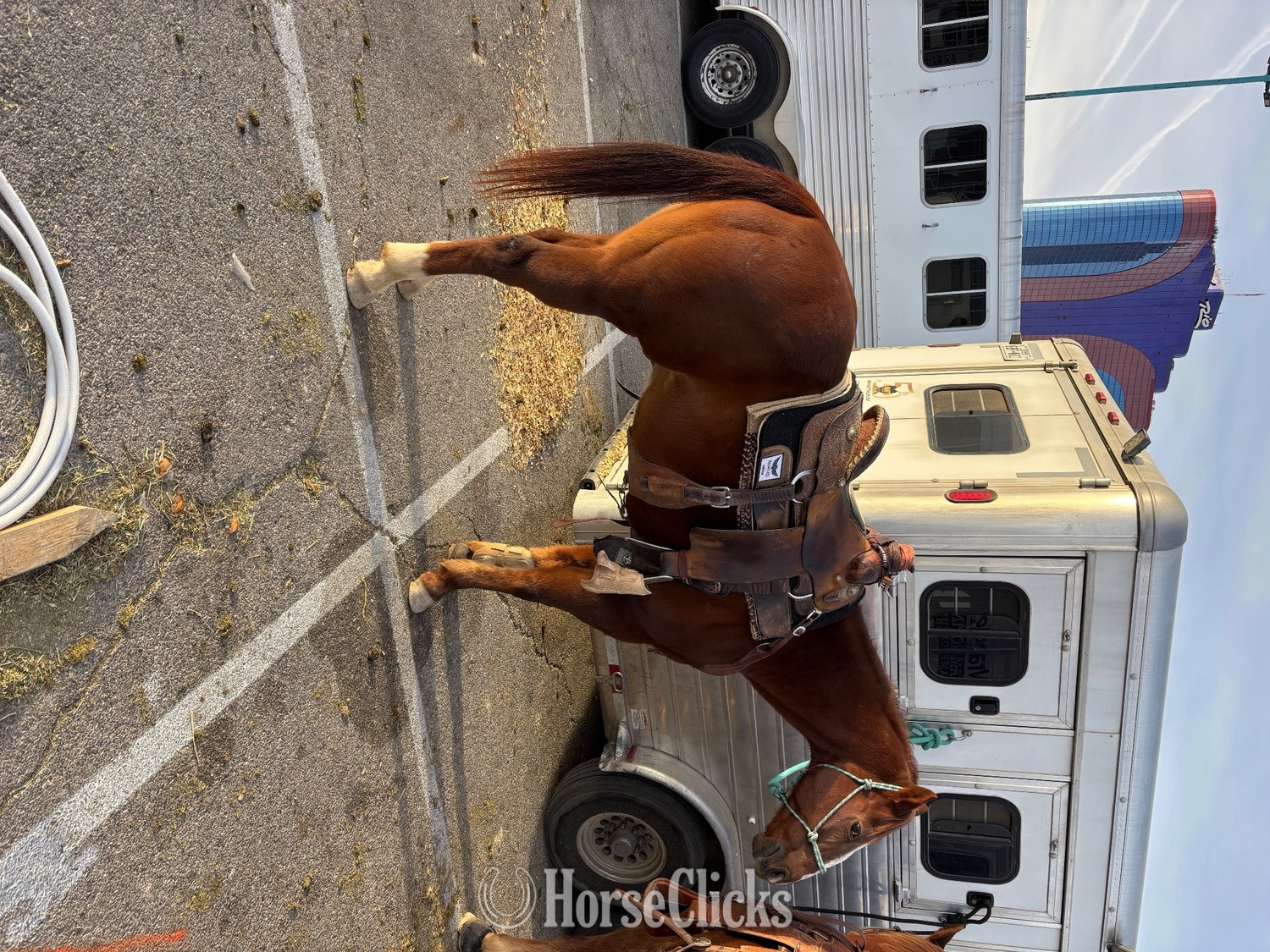 "Shorty" Sorrel Gelding Quarter Horse