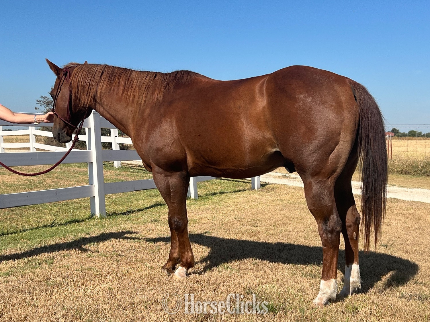 "Shorty" Sorrel Gelding Quarter Horse - Quarter Horse in Texas