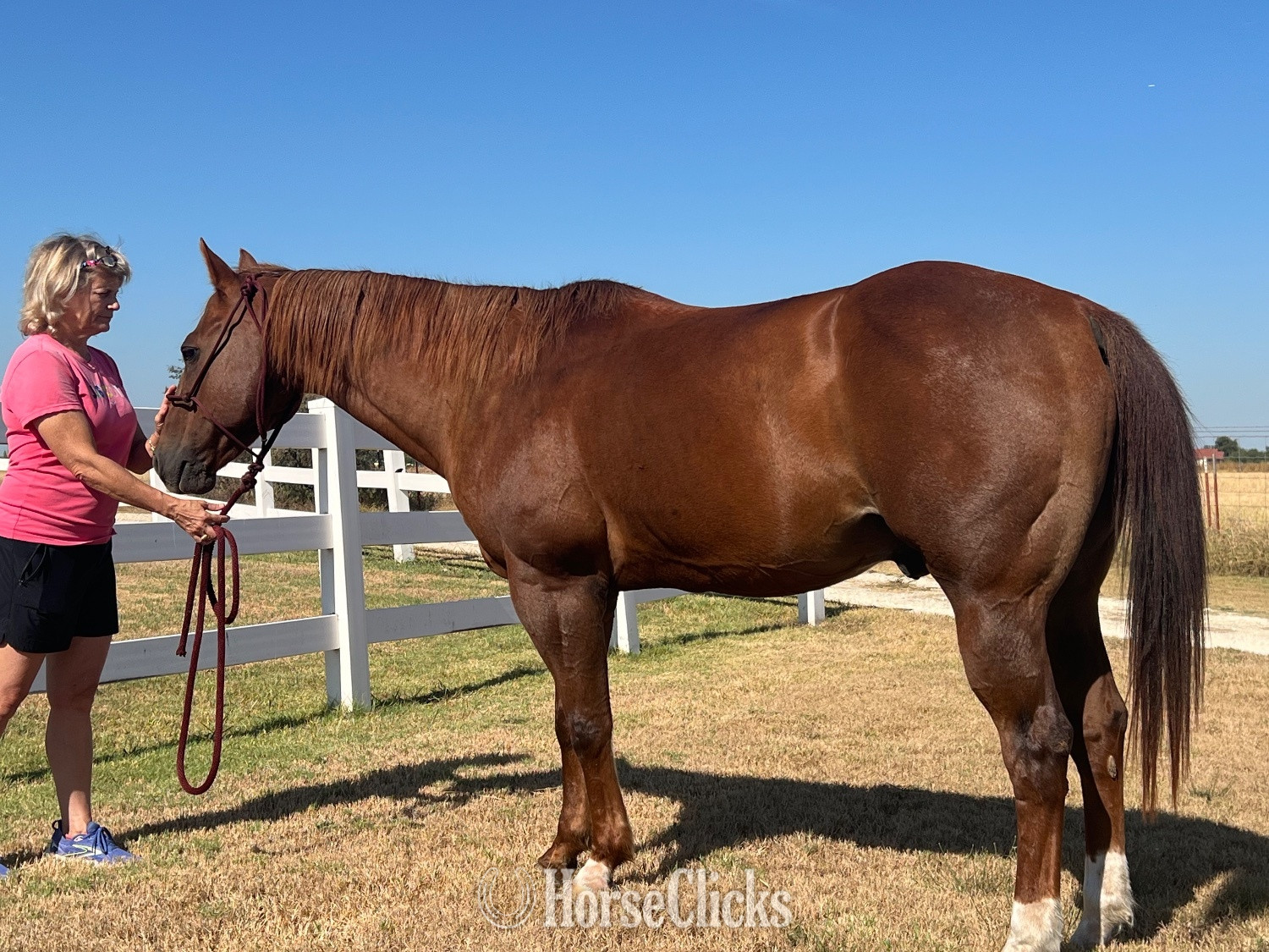 "Shorty" Sorrel Gelding Quarter Horse - Quarter Horse