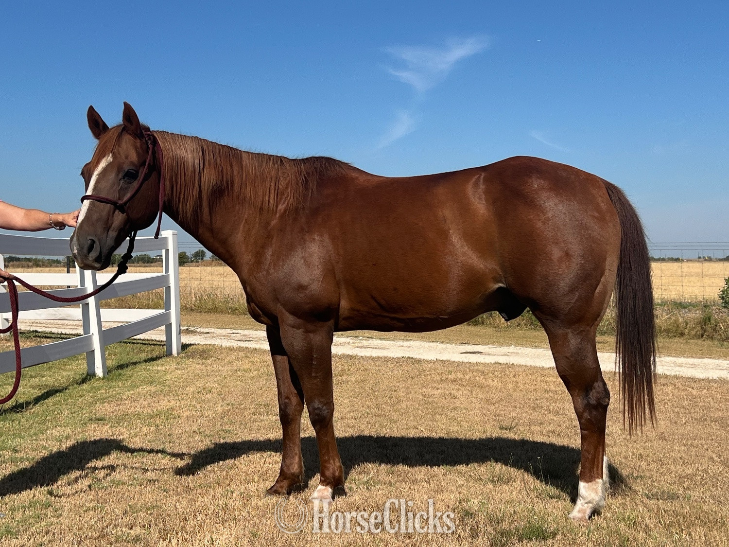 "Shorty" Sorrel Gelding Quarter Horse Texas