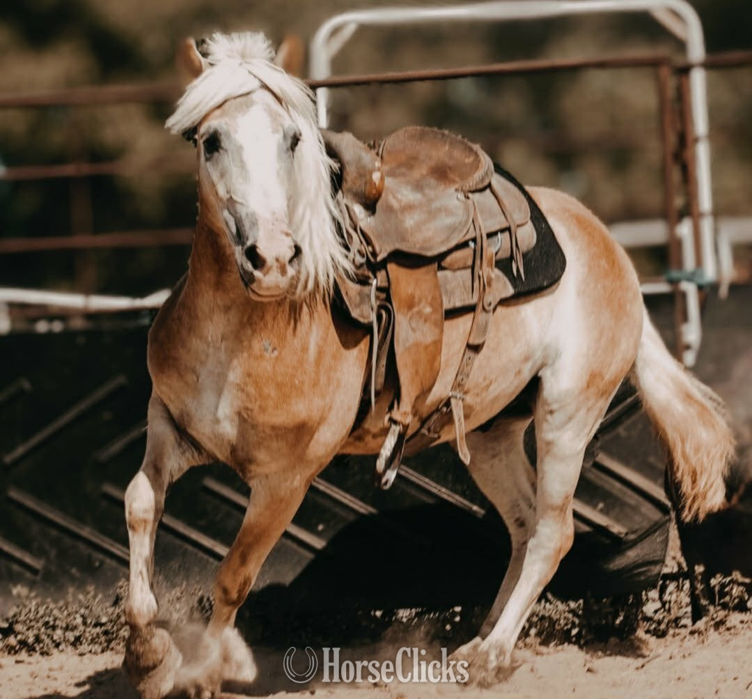 "CORNDOG" Palomino Gelding Haflinger