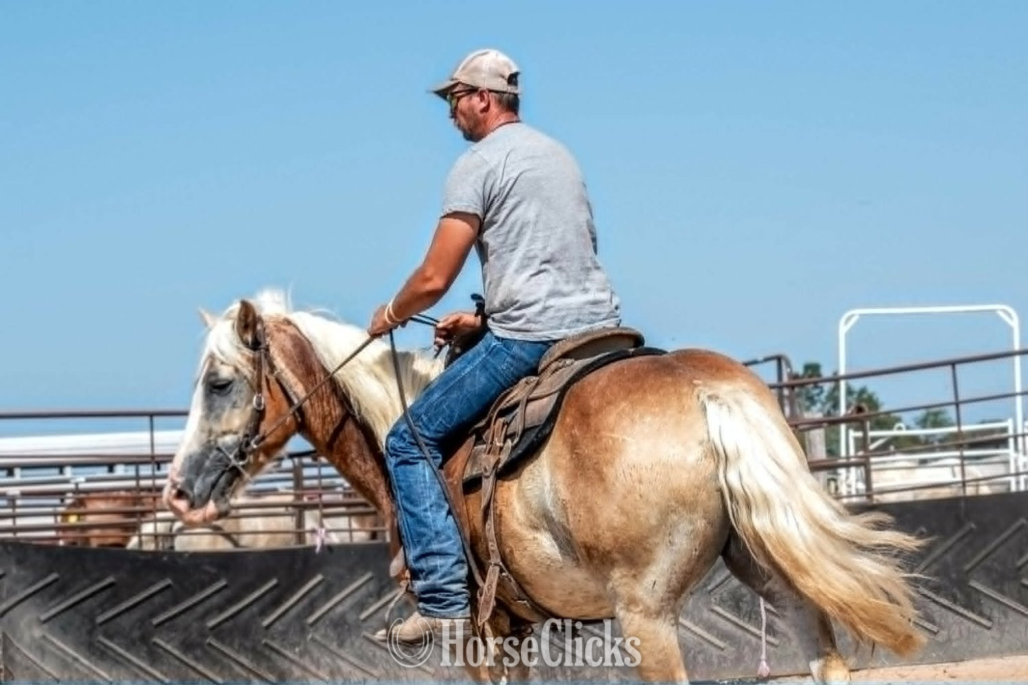 Texas "CORNDOG" Palomino Gelding Haflinger