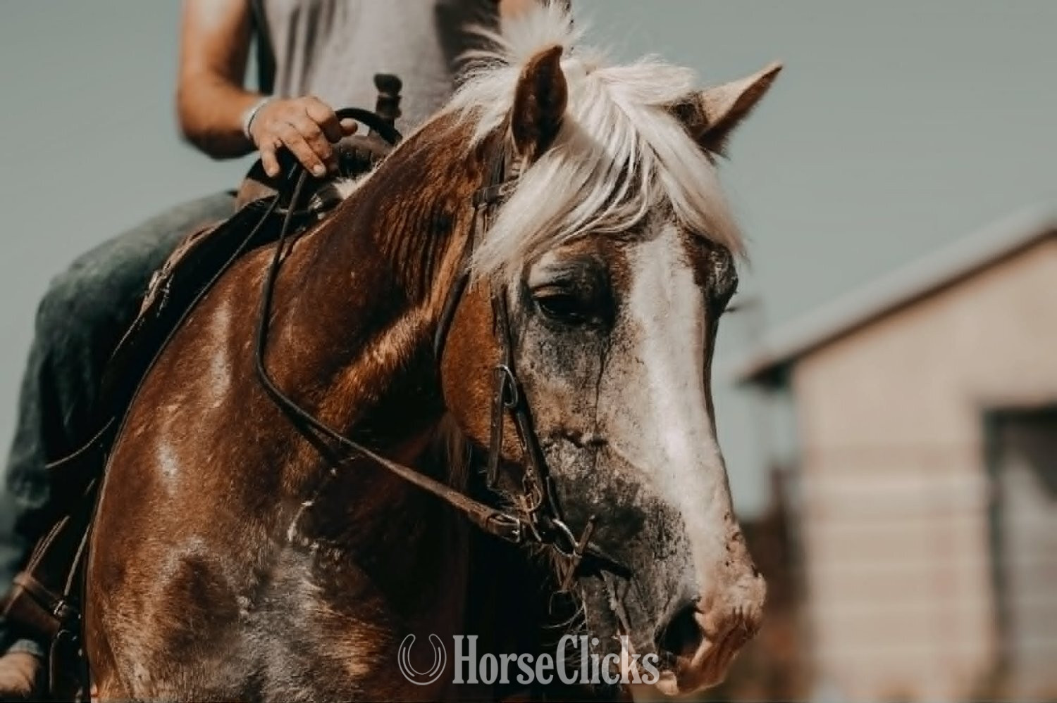"CORNDOG" Palomino Gelding Haflinger - Haflinger in Texas