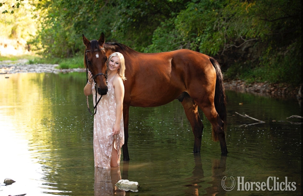 "Oliver" Bay Gelding Oldenburg in Ohio