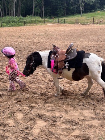 "Rollie Pollie" Skewbald Gelding Shetland Pony