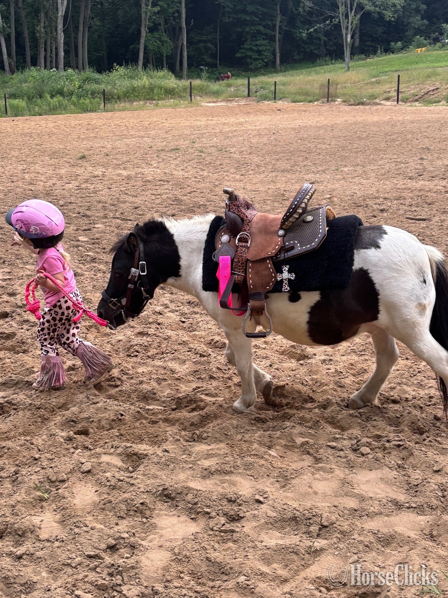 "Rollie Pollie" Skewbald Gelding Shetland Pony in Indiana