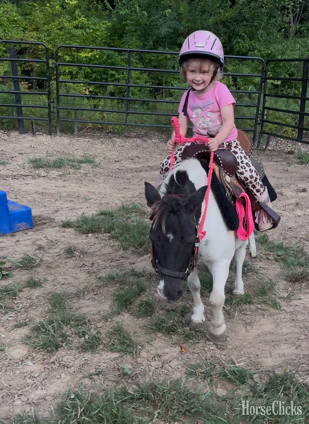"Rollie Pollie" Skewbald Gelding Shetland Pony